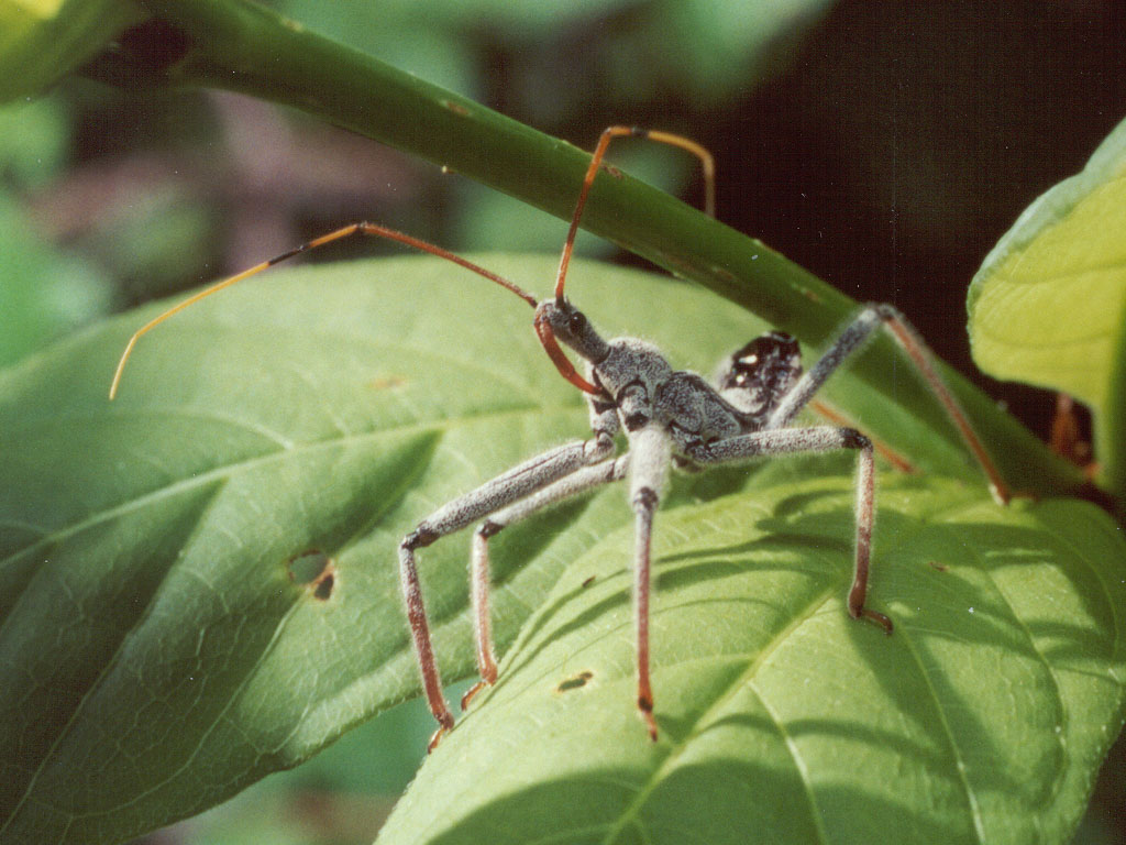 Reduviidae