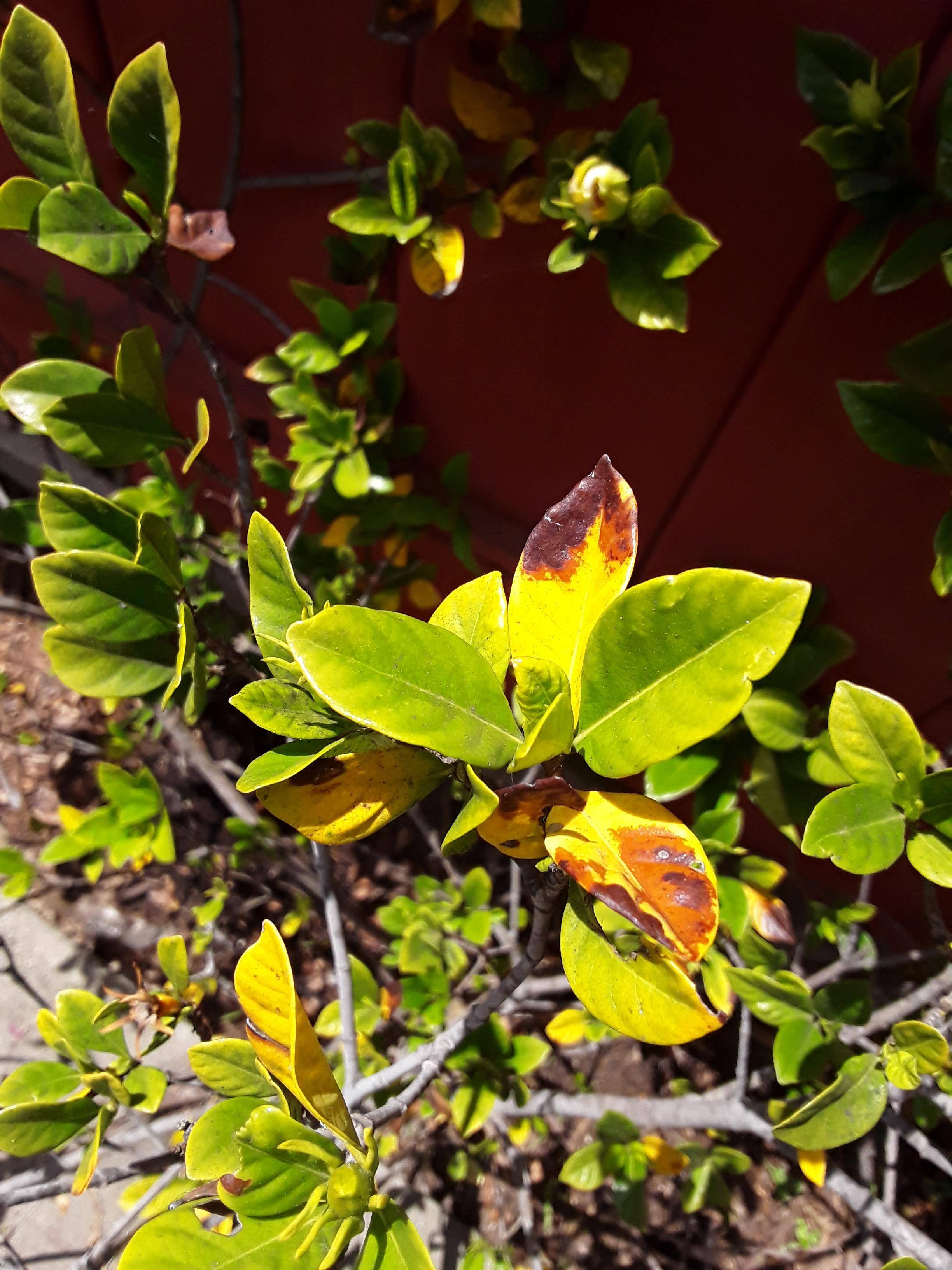 yellow and brown gardenia leaves