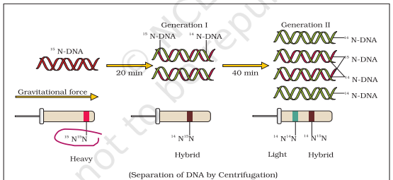 Text book representation of Meselson and Stahl Experiment