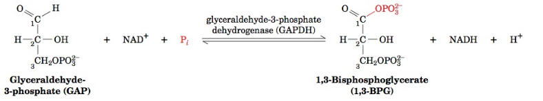 conversion of G3P to 1,3-bisphosphoglycerate