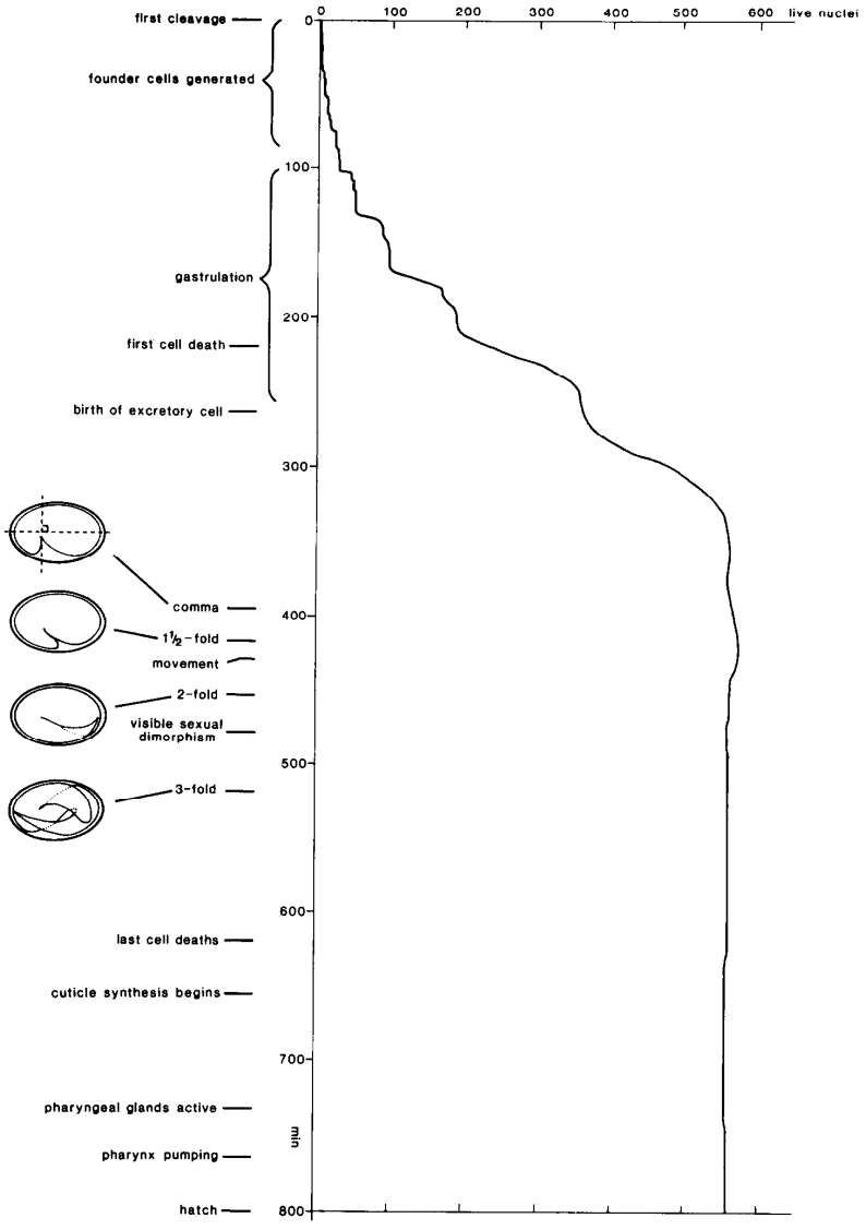 Figure 4 from Sulston et al 1983, showing a line graph depicting counts of live nuclei in C. elegans over 800 minutes