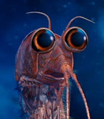 Krill_Bill's user avatar