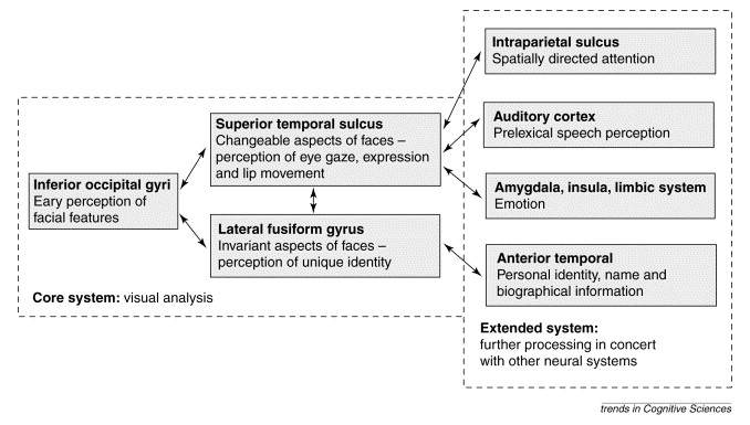 Figure from Haxby et. al., 2000