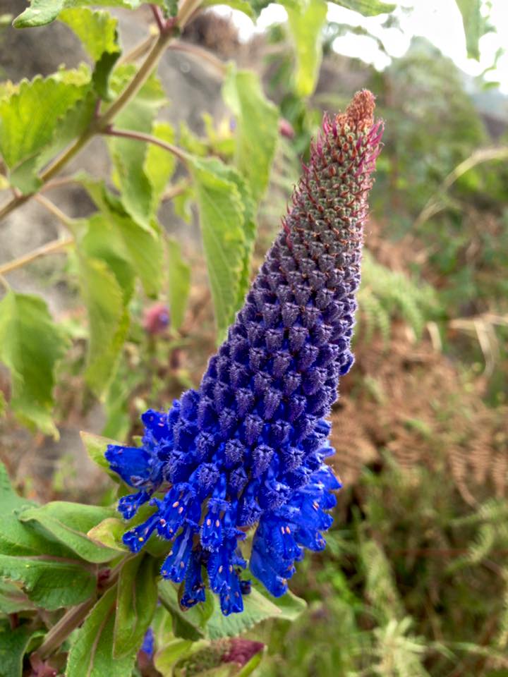 tall flowering plant