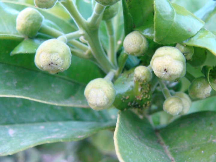 Tree with aphids