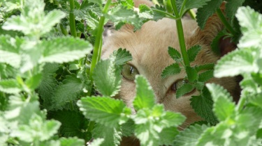 catmint.jpg