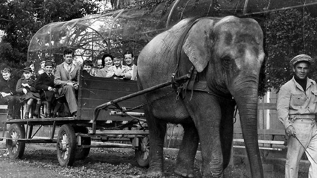 Elephant harness created by attaching an elephant saddle to wood attached to a cart