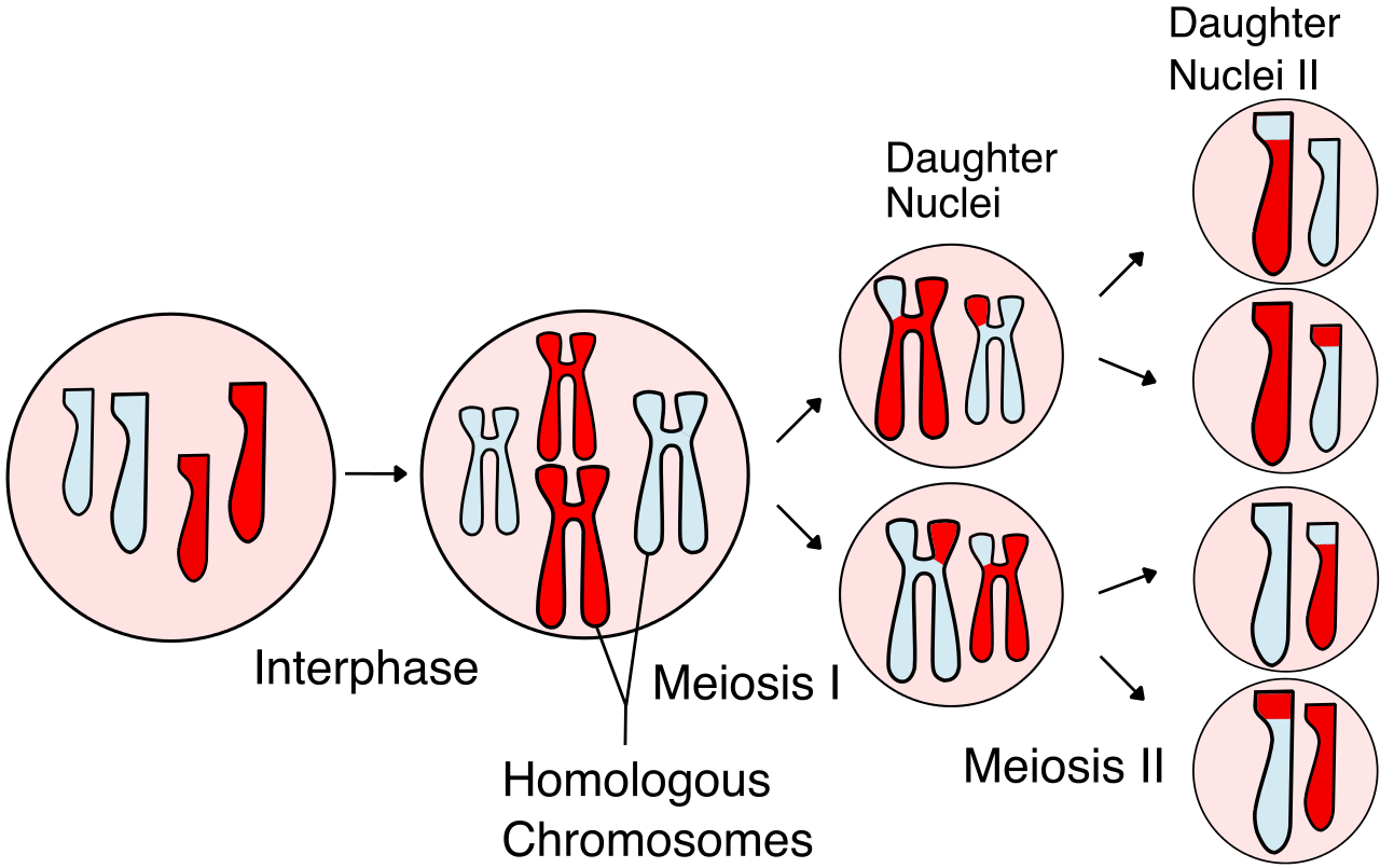 meiosis