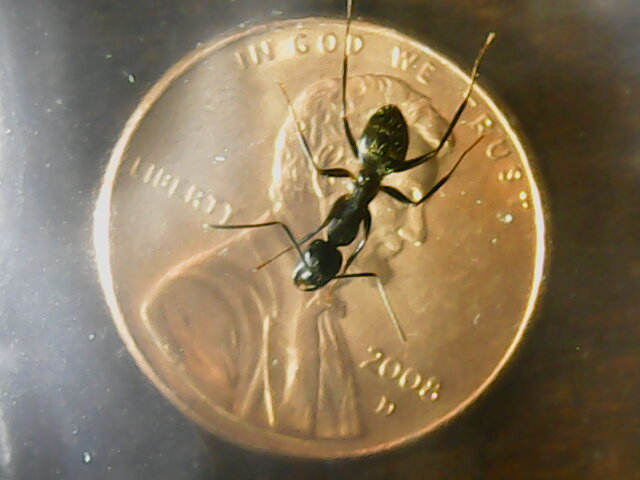 ant over a penny