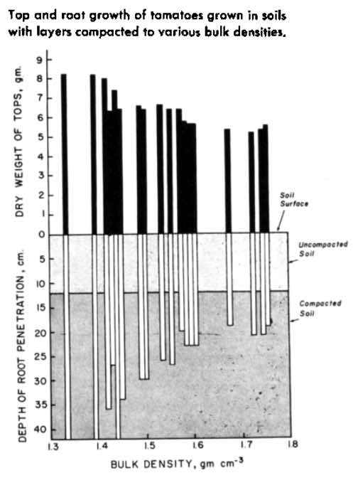 A graph showing the dry weight of tomato plant tops and depth of tomato root penetration at various degrees of soil compaction, from 1.3g/cm^3 to 1.8g/cm^3