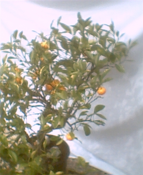 Calamondin