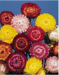 Helichrysum-daisy-like