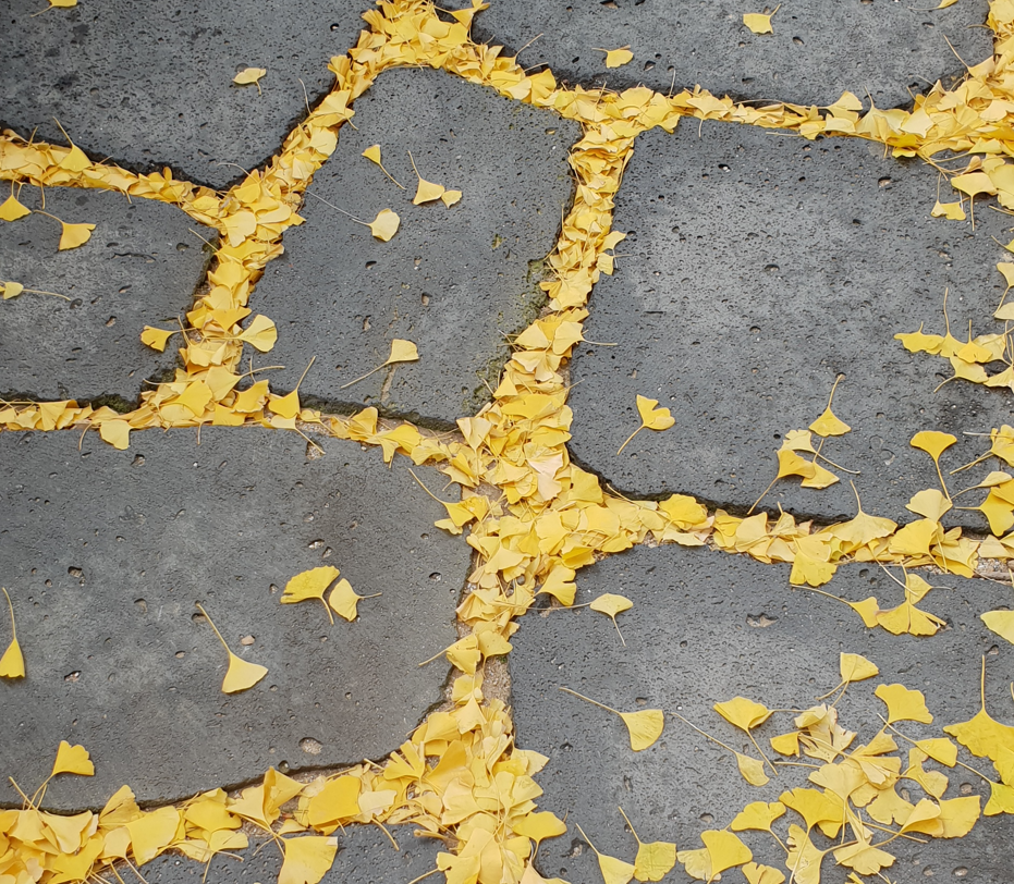 Ginkgo leaves on the ground in Seoul