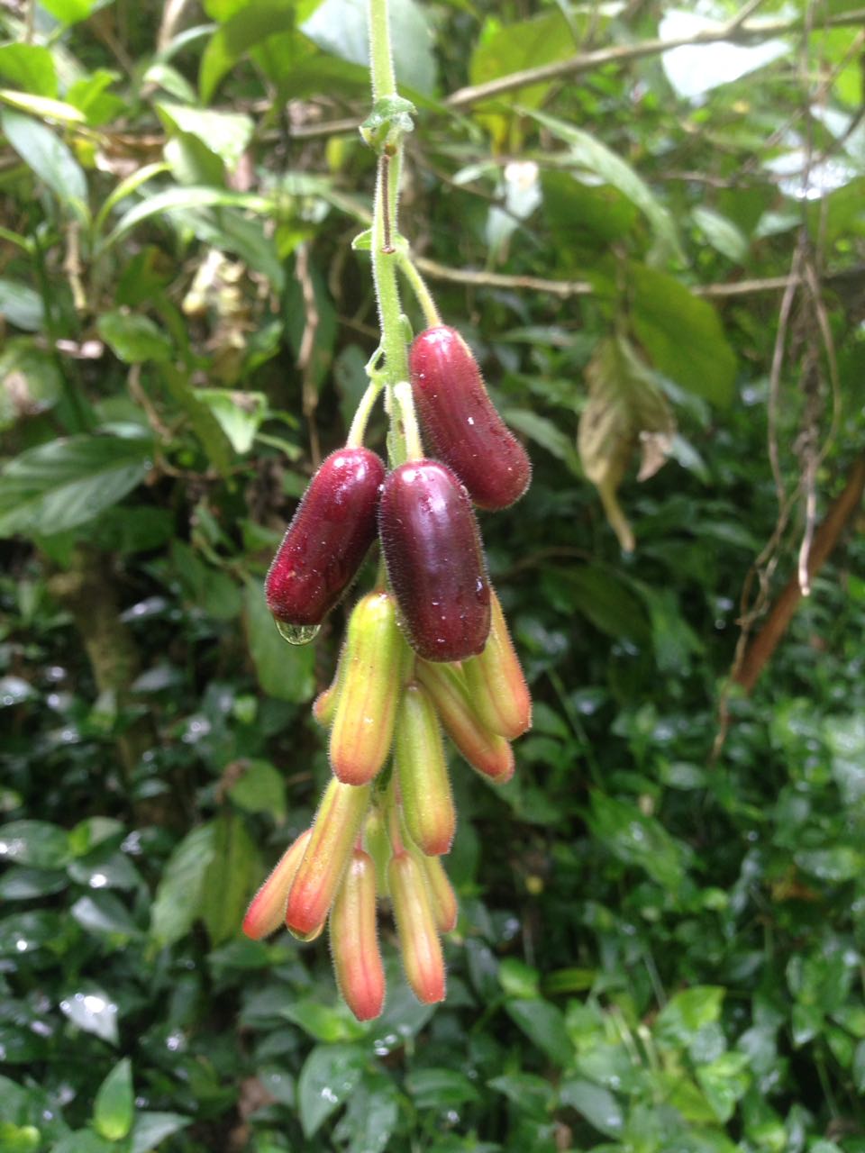 Berries of the plant