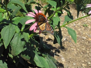 Monarch Butterfly