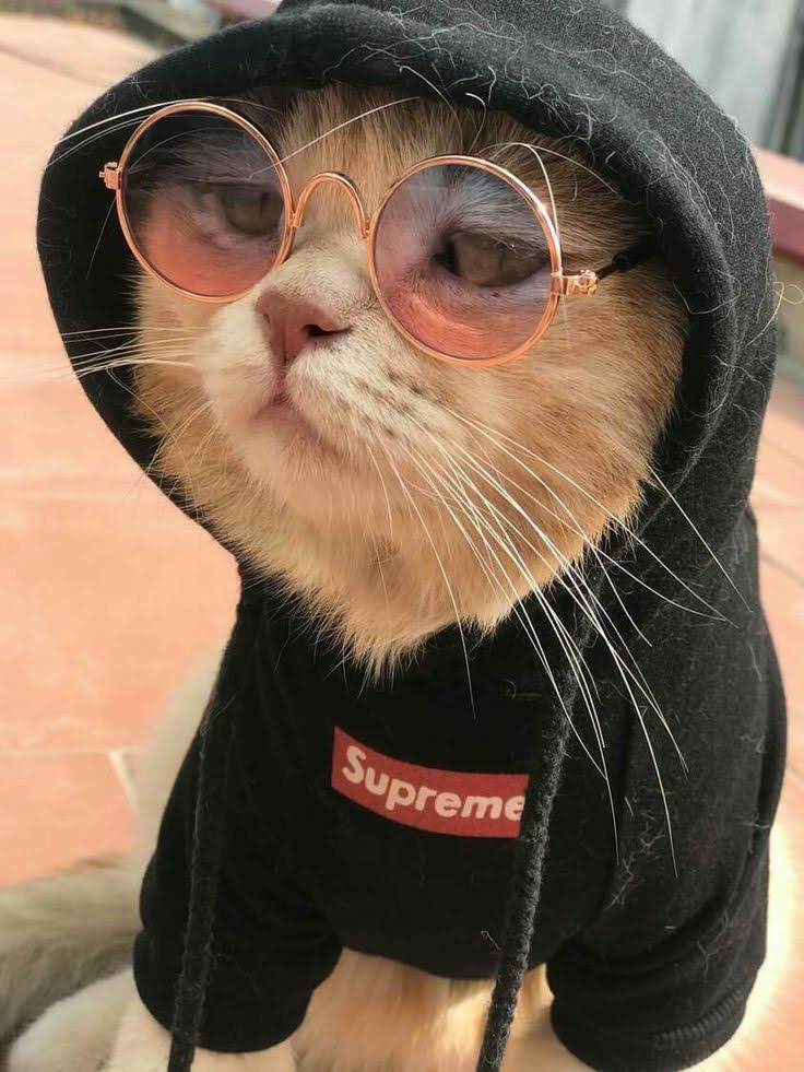 Avatar del usuario Programmer cat