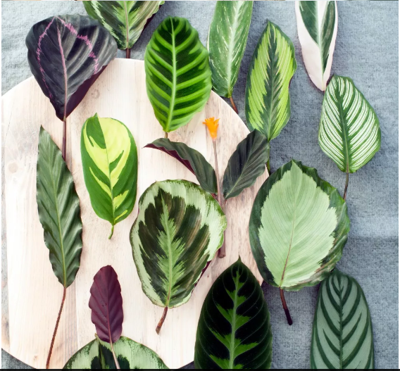 Various Calathea leaves