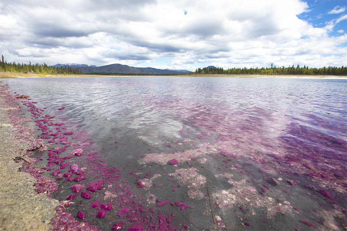 purple sulfur bacteria