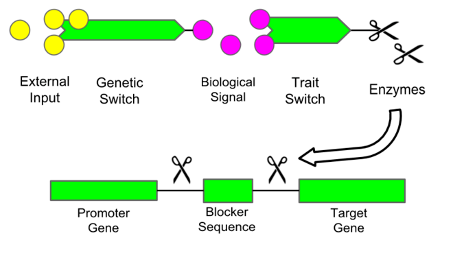 model of a genetic switch system outline that can be used to selectively sterilize an organism