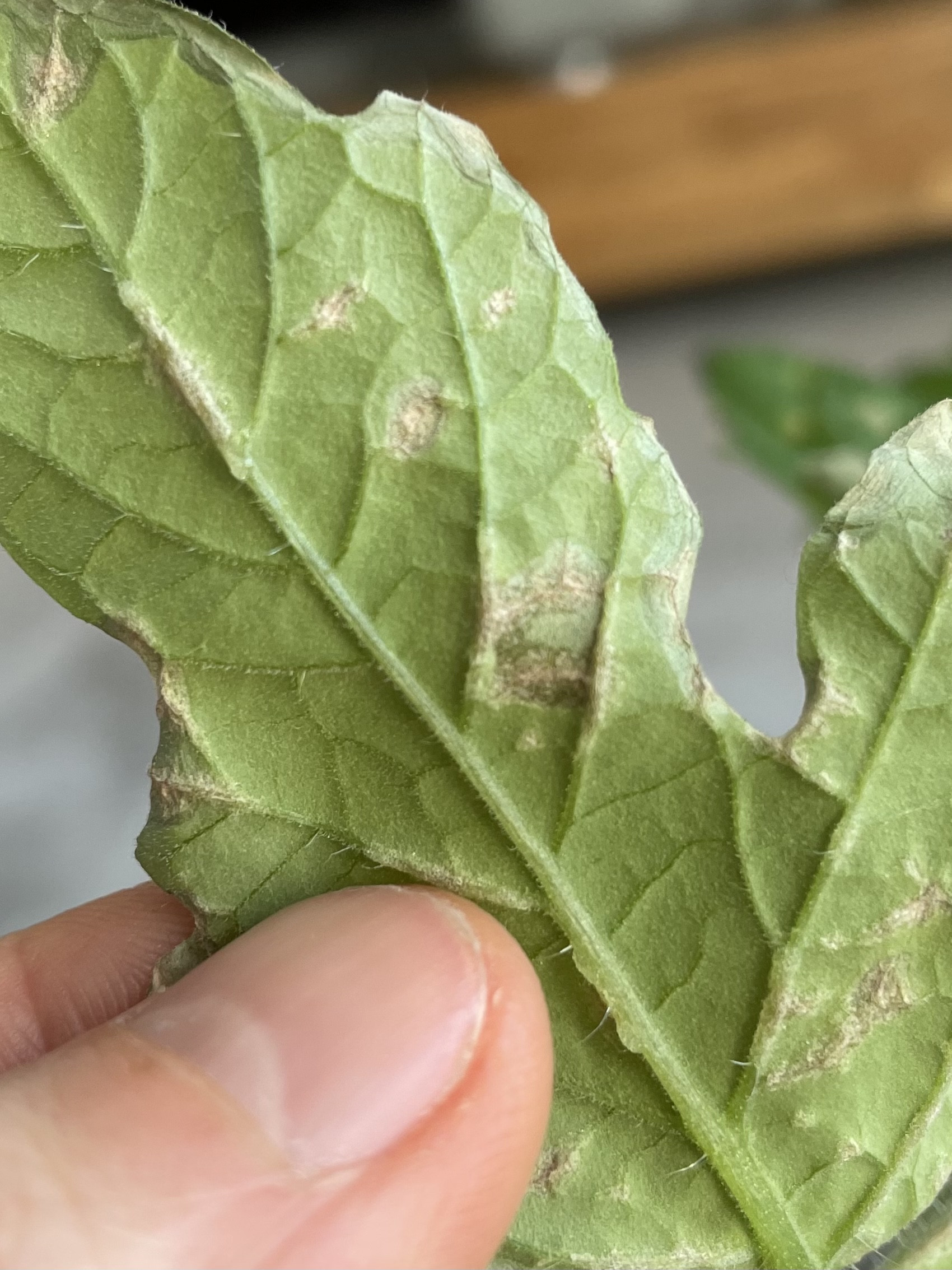 Underside of leaf with brown edges