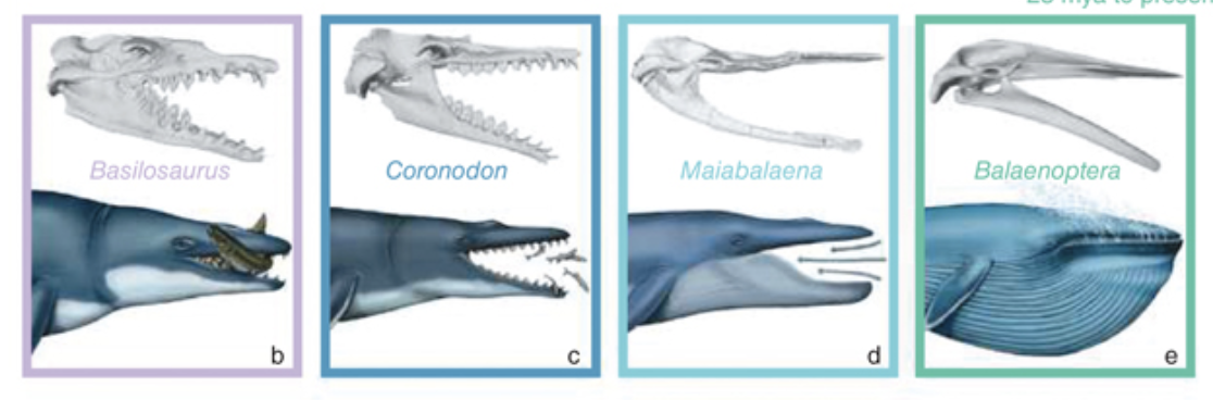 evolution of whales