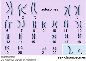 chromosomes