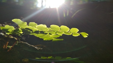 A morning sun bath