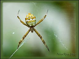 Argiope argentata