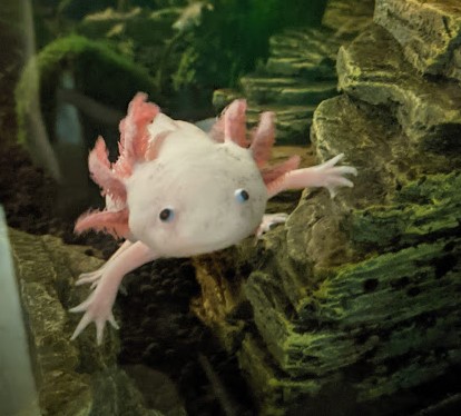 A pink axolotl