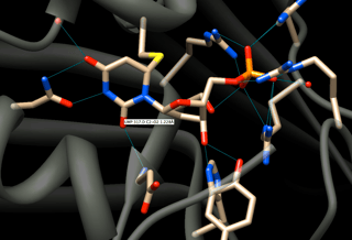 dUMP in thymidylate synthase active site