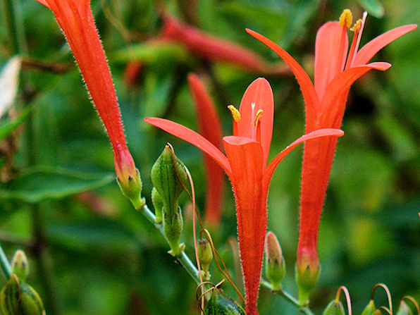 Flame Honeysuckle