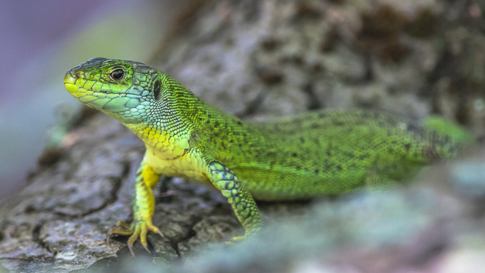 WesternGreenLizard