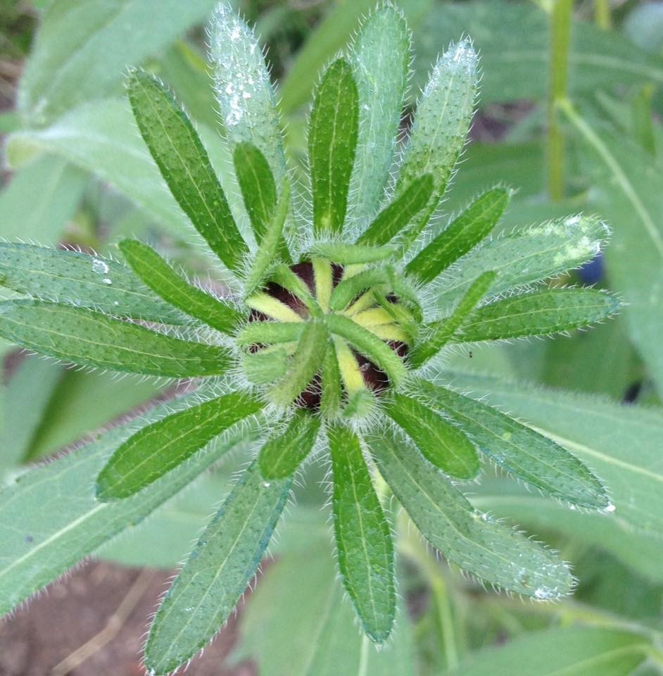 mystery flower