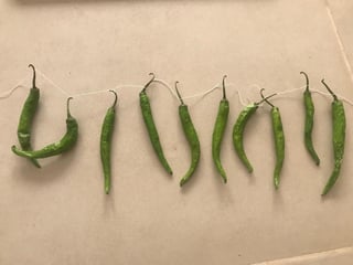 chillies tied to string in a line