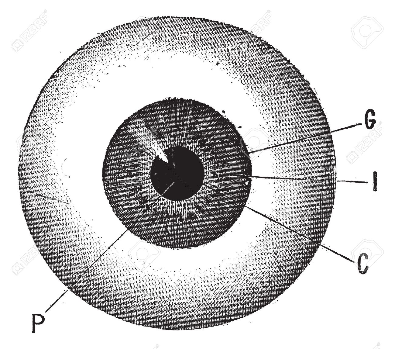 Dodecaheye's user avatar