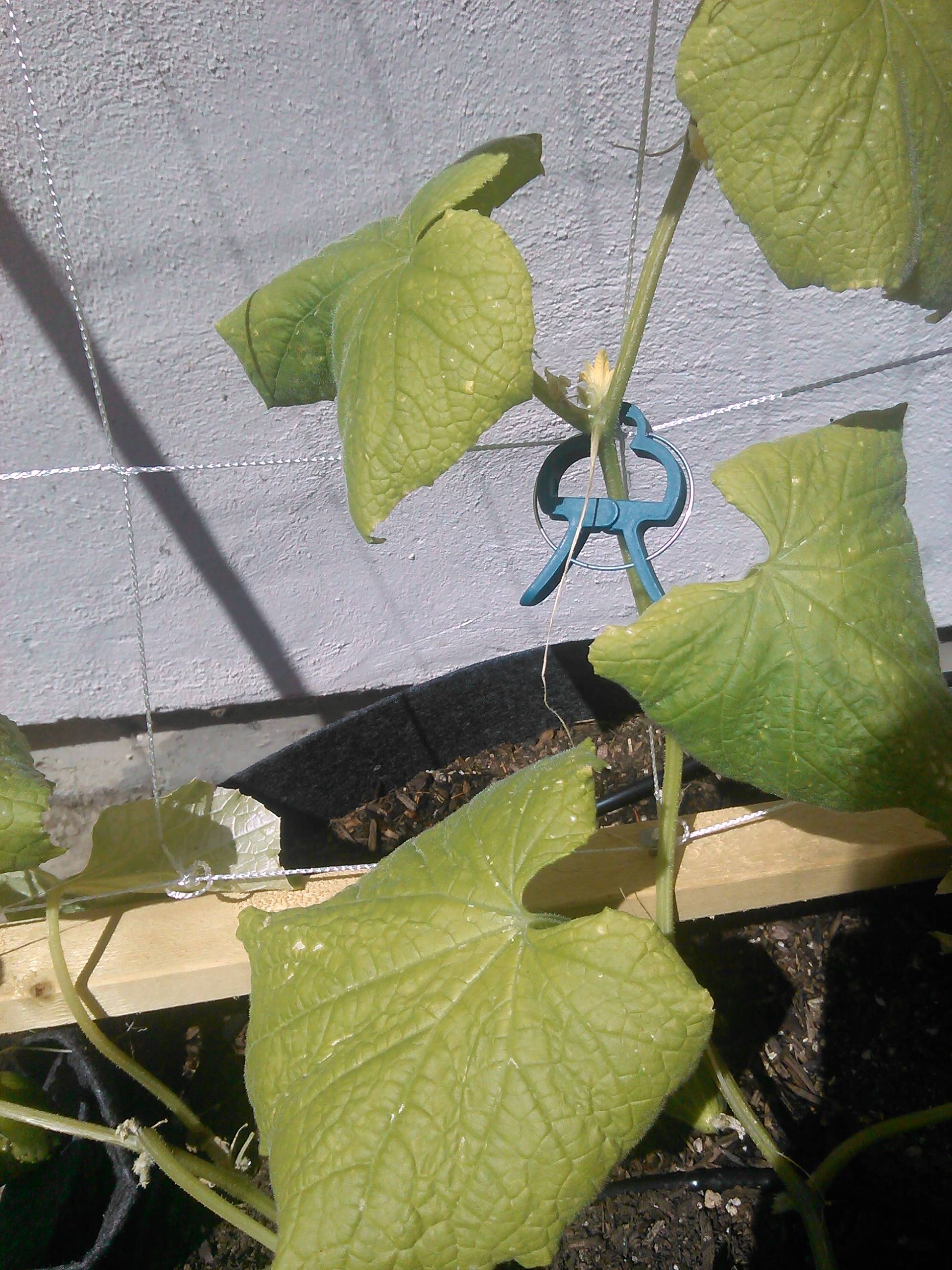 three yellowing leaves