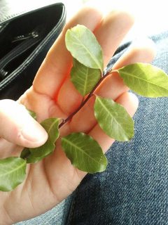 Screener leaf closeup