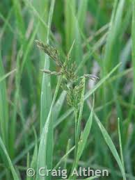 a photograph of grass