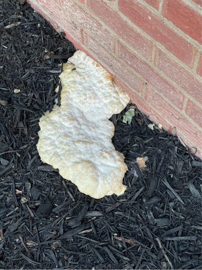 fungus blob