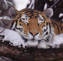 Sleepy Tiger's user avatar