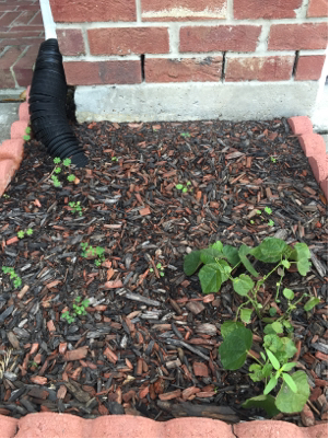 small rain garden