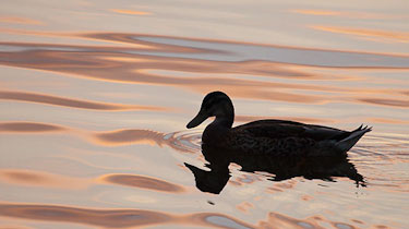 Duck in evening light