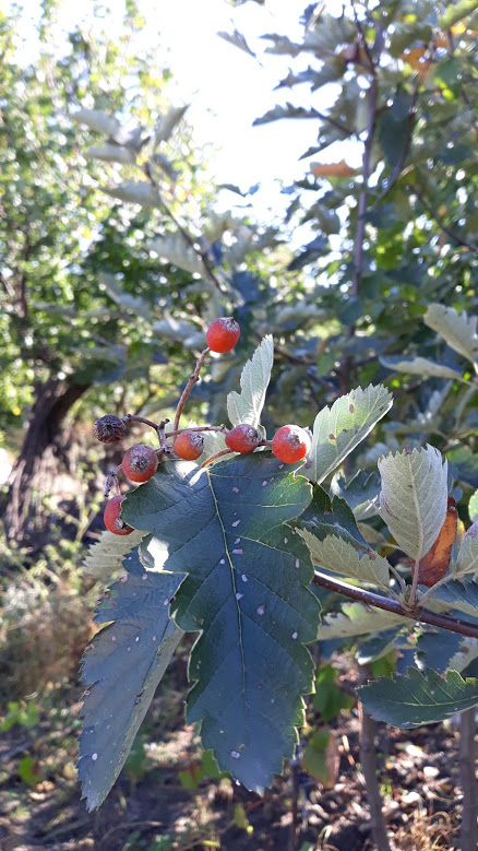 ripe fruit and leaves