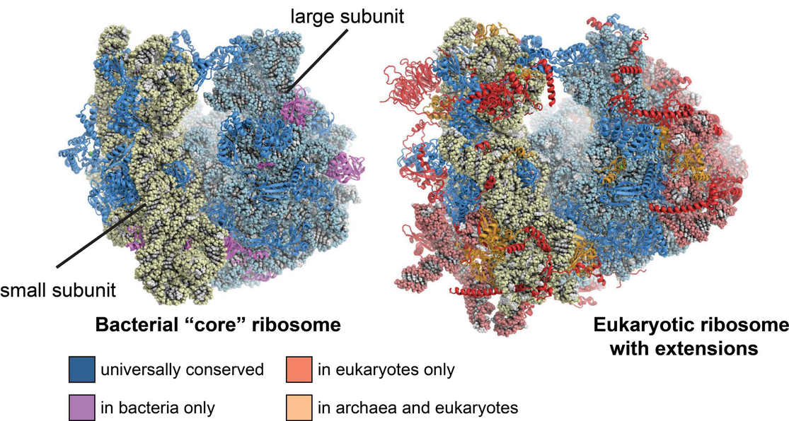 source:https://bangroup.ethz.ch/research/eukaryotic_ribosome.html