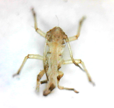 insect