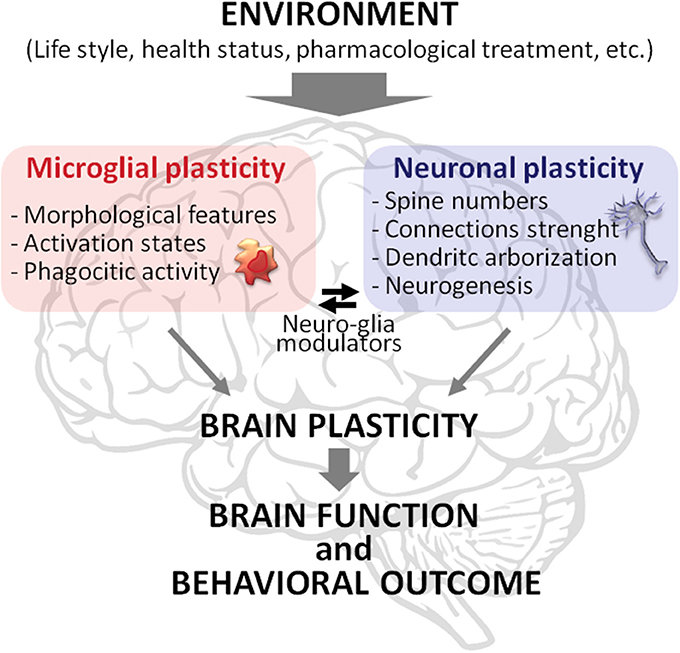 DOI: 10.3389/fncel.2014.00390