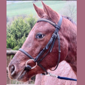 SimplyRedAppaloosa's user avatar