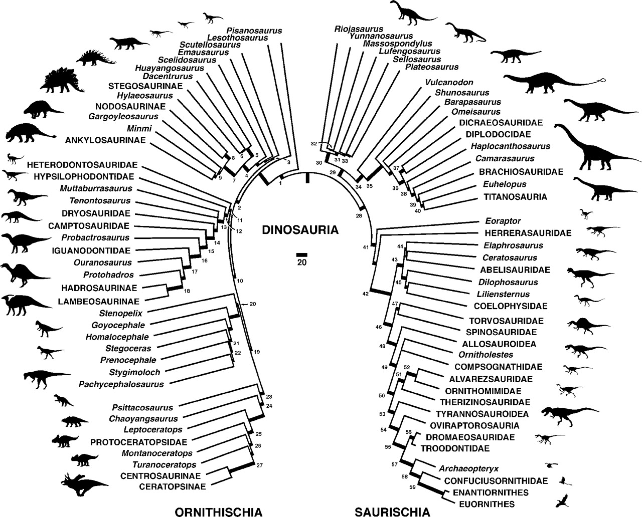 Phylogeny of Dinosaurs by Paul Sereno, 1999, published in Science.