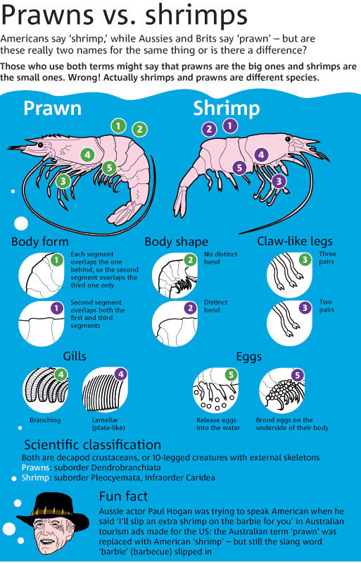 What is the difference between a prawn and a shrimp? - Seasoned Advice