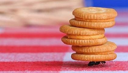 Ant carrying 3 sandwich cookies